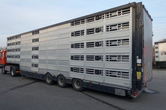 Livestock semi-trailer Pezzaioli SBA32/G , 5 Stock , Viehtransporter  , Tränkeranlage,: picture 2