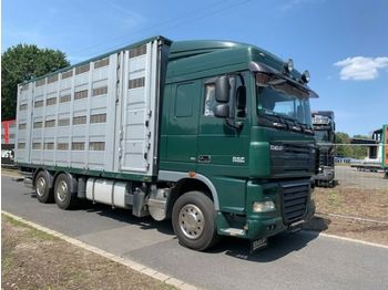 Livestock truck DAF XF105/410 Spacecup Menke 4 Stock: picture 1