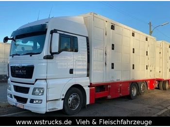 Livestock truck MAN TGX 26.480 XL Menke   3 Stock Vollalu: picture 1