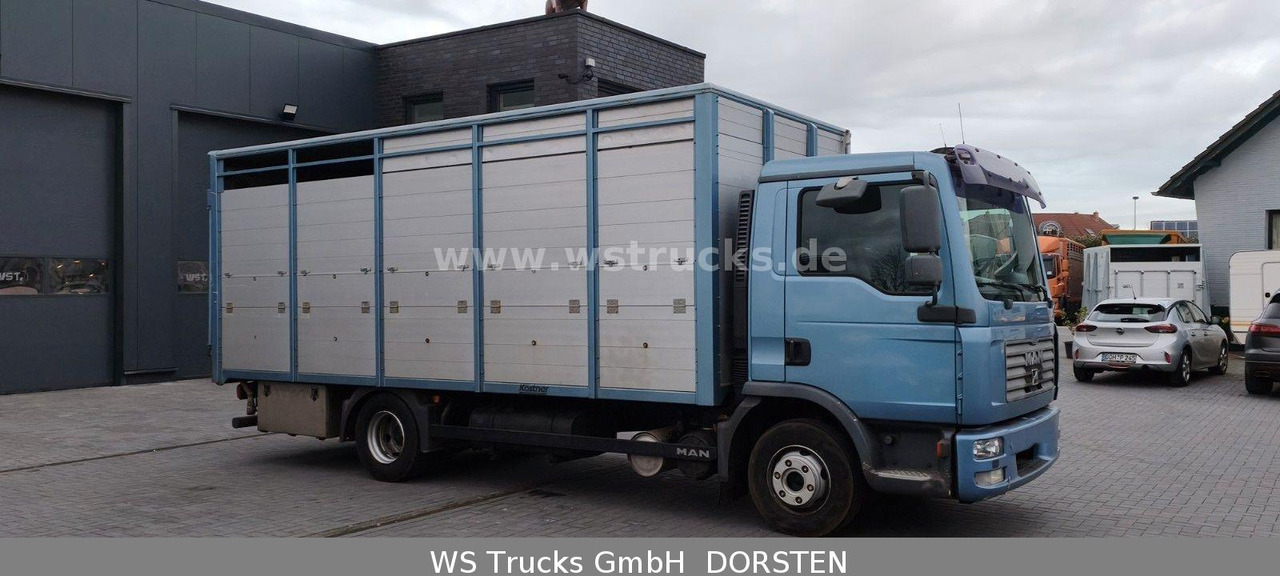 MAN TGL 10.210 1 Stock Viehtransporter - Horse truck: picture 3 MAN TGL 10.210 1 Stock Viehtransporter - Horse truck: picture 3