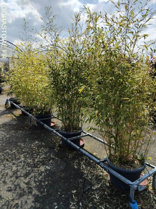 Bambous - Garden equipment: picture 2 Bambous - Garden equipment: picture 2