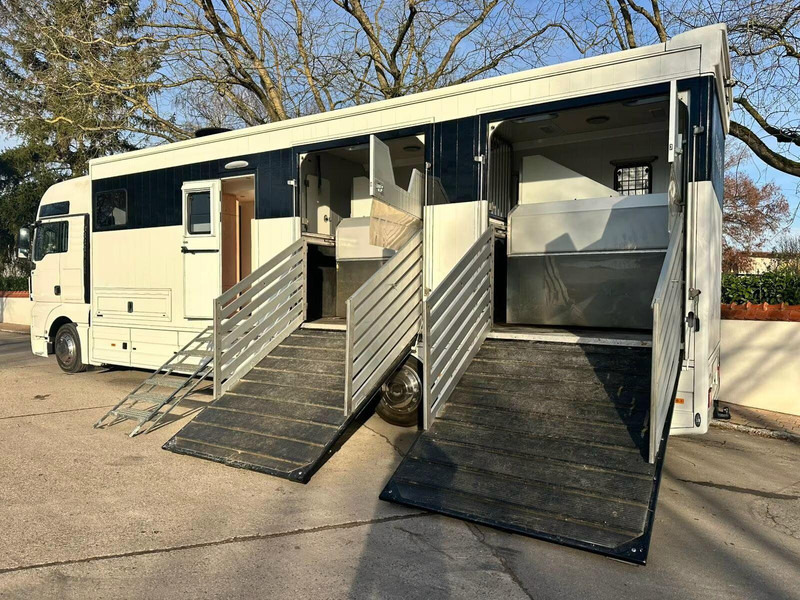 MAN TGX 26.440 - Horse transporter - Horse truck: picture 5 MAN TGX 26.440 - Horse transporter - Horse truck: picture 5