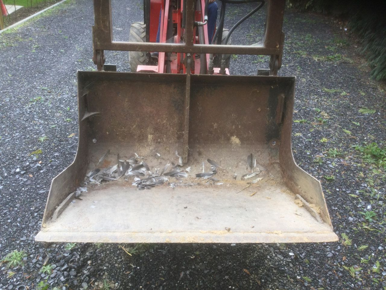 Schäffer 2030 slt - Compact loader: picture 4 Schäffer 2030 slt - Compact loader: picture 4